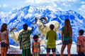 Dall's Sheep and kids. Photo by Jeff Fusco